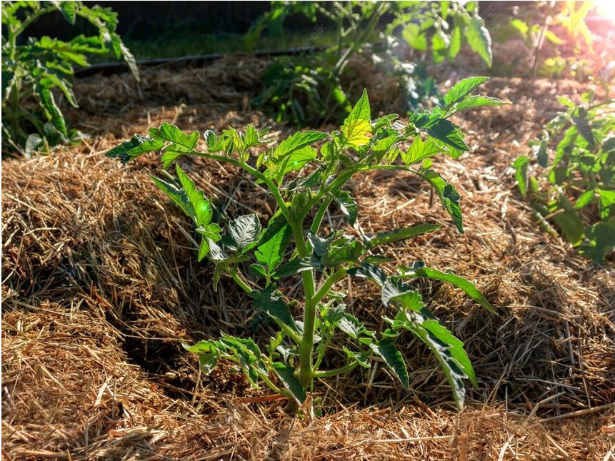 Paillage au jardin : les déchets végétaux deviennent des ressources indispensables à la survie des végétaux en cas de fortes chaleurs.